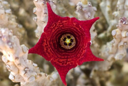 Socotra_2025 (48/76)